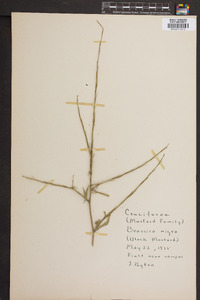 Brassica nigra image