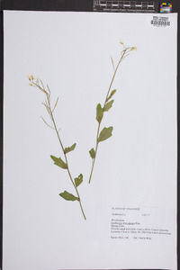 Cardamine rhomboidea image