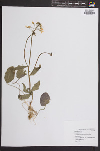 Cardamine bulbosa image