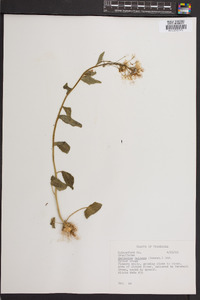 Cardamine bulbosa image