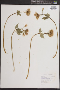 Cardamine diphylla image