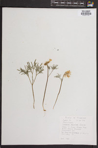 Cardamine angustata image