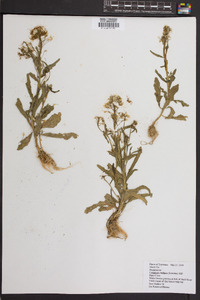 Cardamine bulbosa image