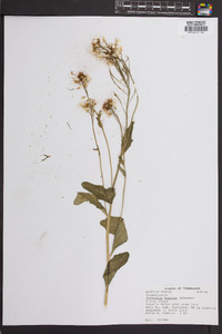 Cardamine bulbosa image