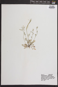 Cardamine bulbosa image