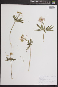 Cardamine diphylla image