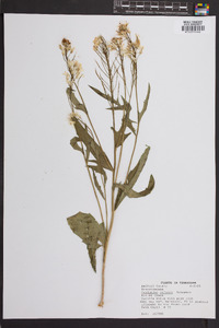 Cardamine bulbosa image