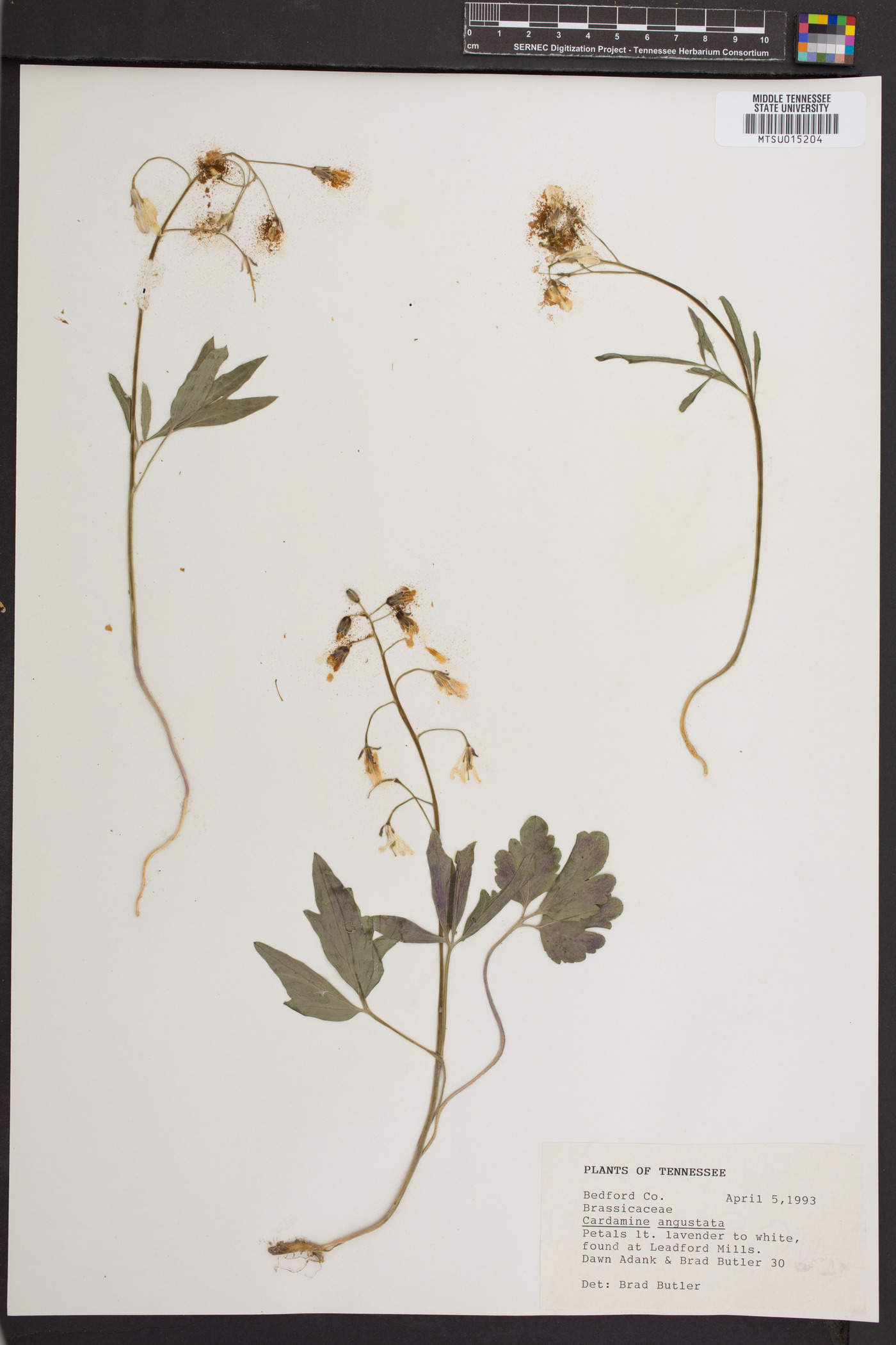 Cardamine angulata image