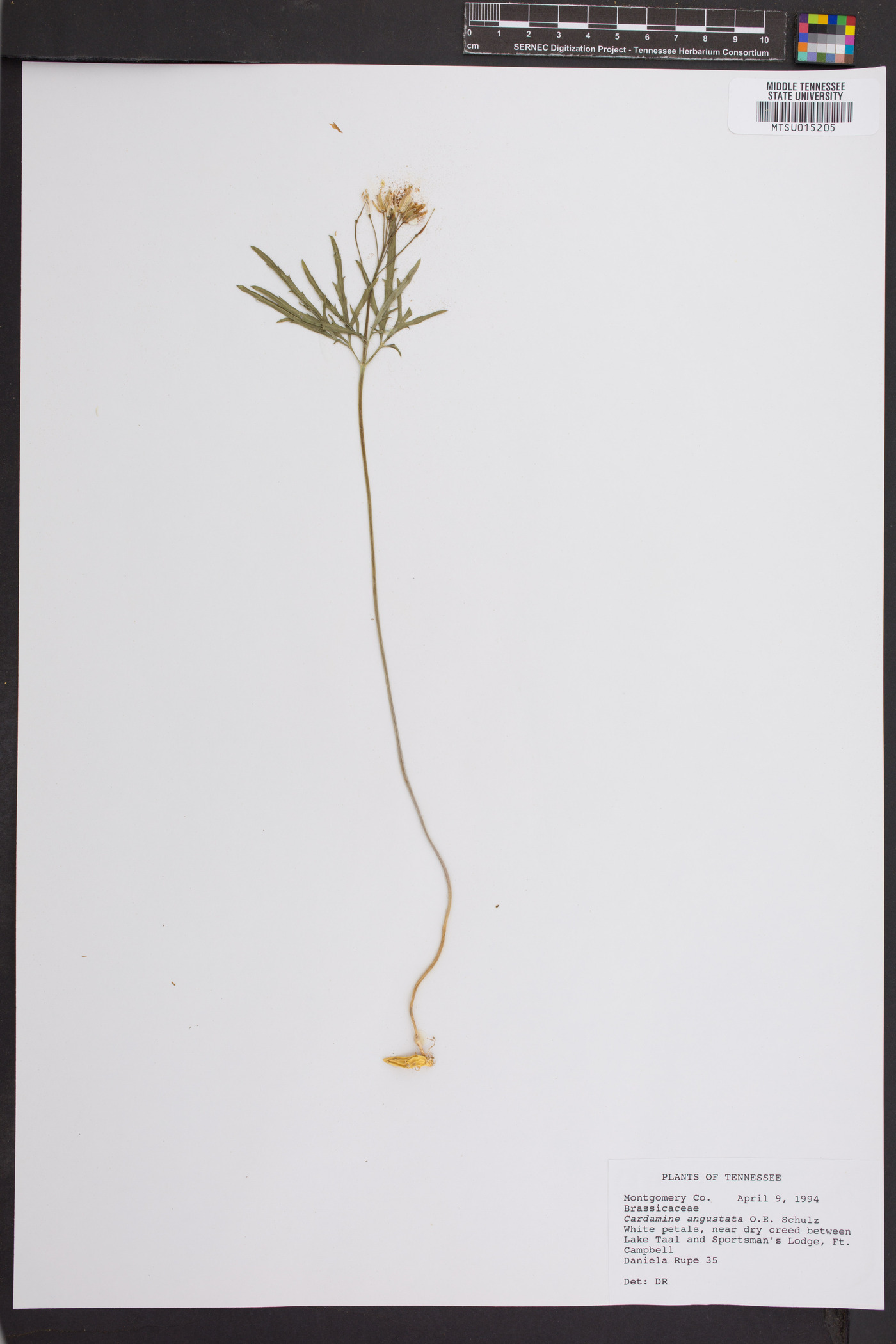 Cardamine angulata image