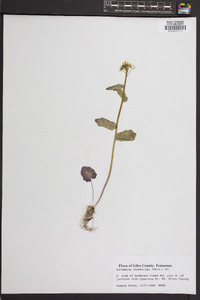 Cardamine rhomboidea image