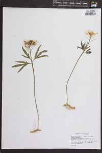 Cardamine diphylla image