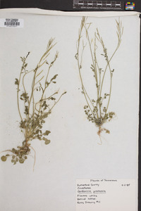 Cardamine pratensis image