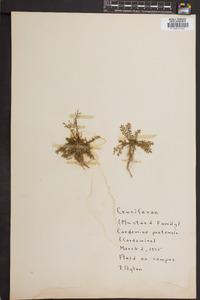 Cardamine pratensis image