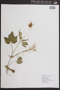 Cardamine diphylla image