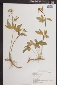 Cardamine diphylla image