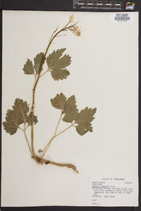 Cardamine diphylla image