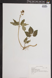 Cardamine diphylla image