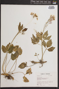 Cardamine diphylla image