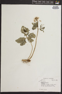 Cardamine diphylla image