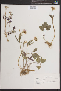 Cardamine angustata image