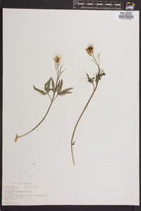 Cardamine angustata image