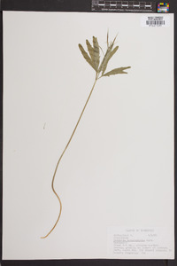 Cardamine angustata image