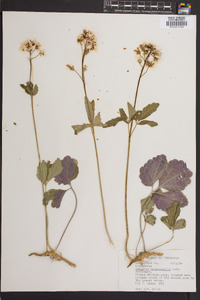 Cardamine angustata image