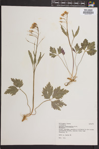 Cardamine angustata image