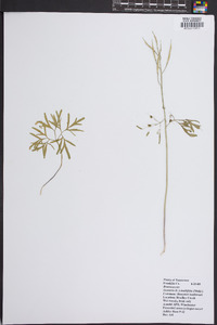 Cardamine dissecta image