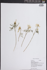 Cardamine dissecta image