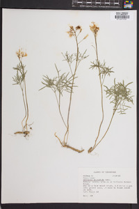 Cardamine dissecta image