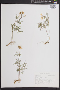 Cardamine dissecta image