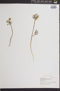 Cardamine dissecta image