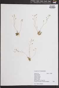 Draba verna image