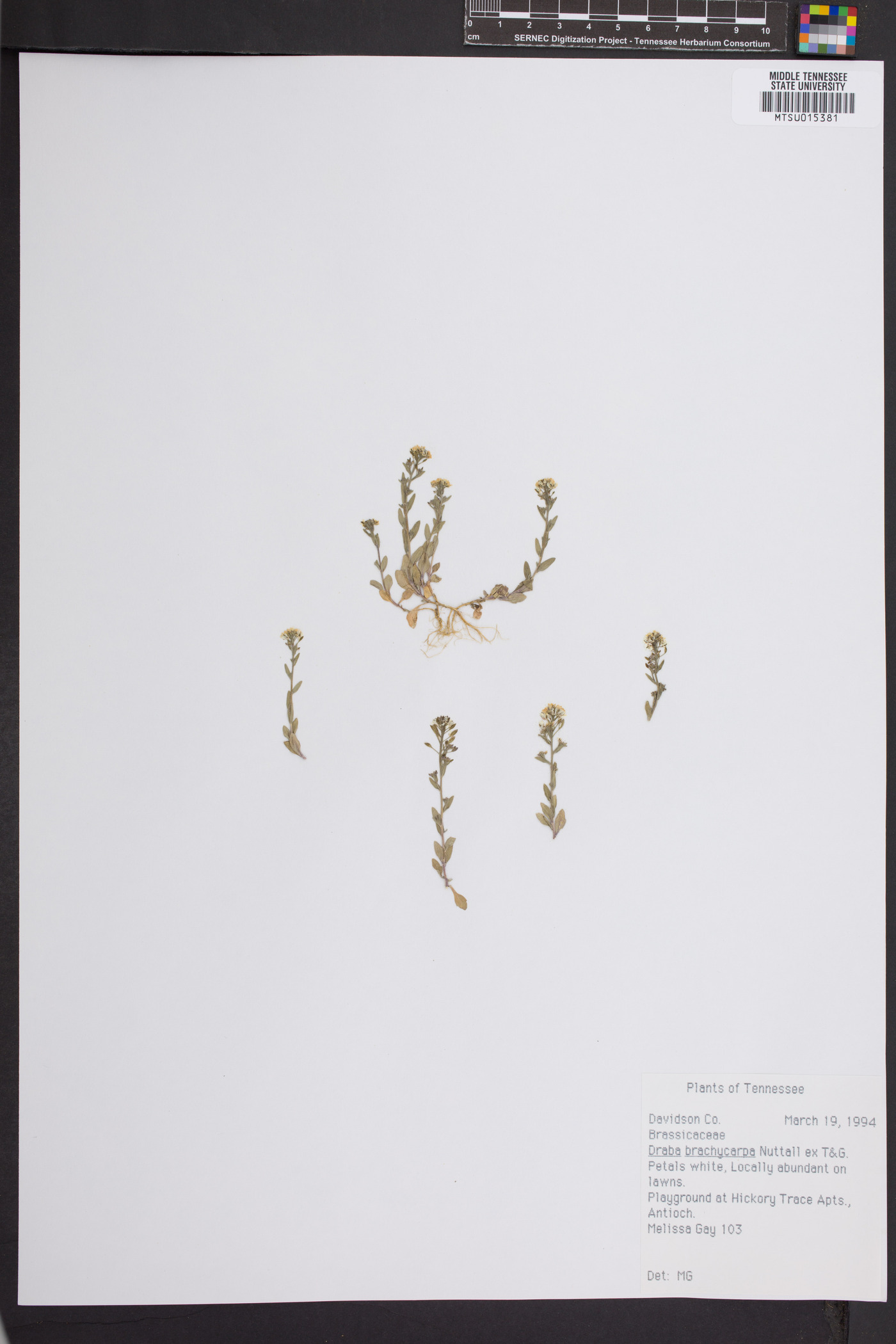 Draba brachycarpa image
