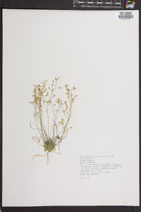 Draba verna image