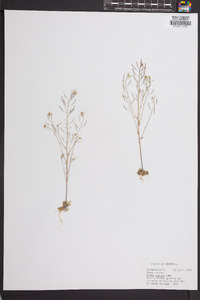 Draba reptans image