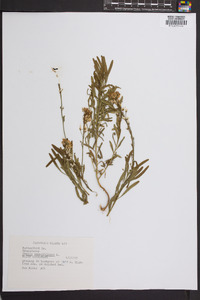 Iberis sempervirens image