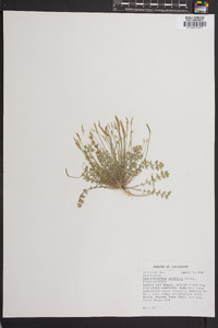 Leavenworthia uniflora image