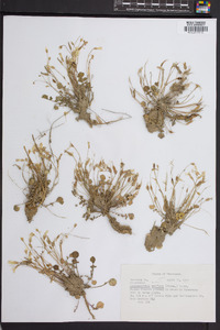 Leavenworthia stylosa image