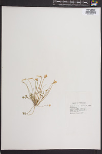 Leavenworthia stylosa image