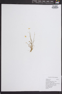 Leavenworthia stylosa image