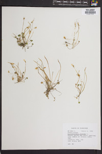 Leavenworthia stylosa image