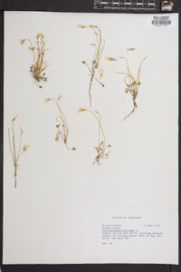Leavenworthia stylosa image