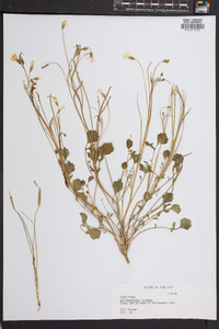 Leavenworthia stylosa image