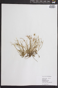 Leavenworthia stylosa image