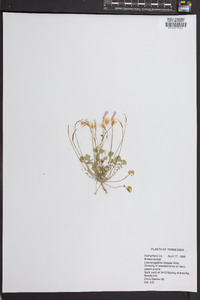 Leavenworthia stylosa image