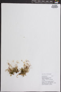 Leavenworthia stylosa image