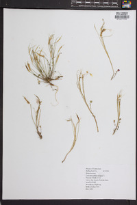 Leavenworthia stylosa image