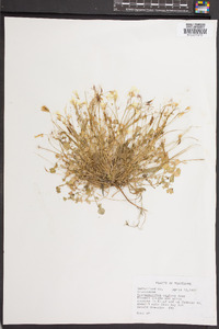 Leavenworthia stylosa image